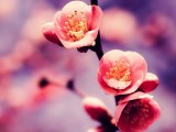漂亮桃花