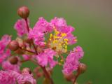 粉色花卉