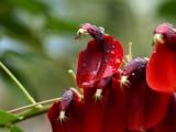 香蕉花