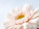 淡雅雏菊