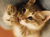 调皮小猫