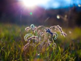 阳光映射下的花草