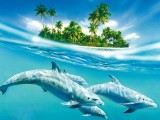 海豚成群