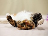 搞怪小猫