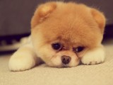 博美犬