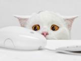 好奇的猫咪