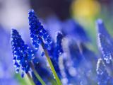 薰衣草 