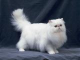 波斯猫