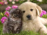 猫狗一家亲