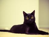 慵懒的黑猫