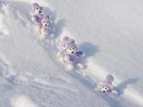 雪地玩具熊