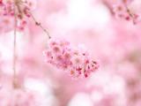 美丽的樱花