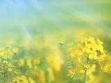 小清新油菜花