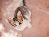 猫咪的渴望