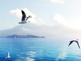 飞翔的海燕