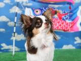 萌宠蝴蝶犬