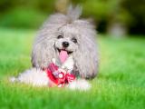 草地上的贵宾犬