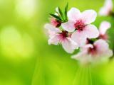 雨后桃花