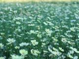 满山雏菊