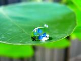 水珠里的小花