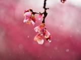 雨后桃花娇