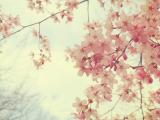 怒放的花朵