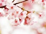 鲜艳的桃花