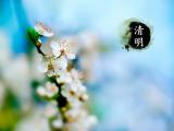 二十四节气清明