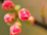 怒放的花蕾