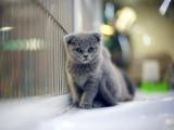可爱折耳猫