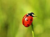 枝干上的瓢虫