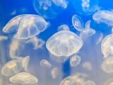 海底生物水母
