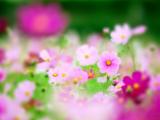 粉色波斯菊