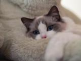 布偶猫