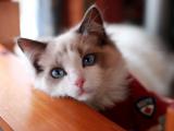 可爱布偶猫