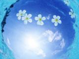 水面上的花卉
