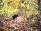 每天最幸福的事是亲吻阳光