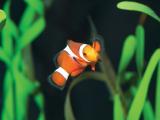 可爱的海底生物
