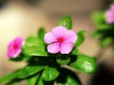 美丽的长春花