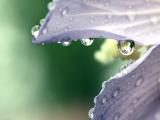 雨后水滴