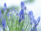 雨后花卉