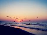 夕阳下海鸟归巢