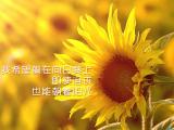 即使沮丧也能朝着阳光