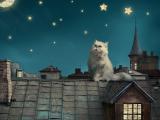 屋顶上的猫咪