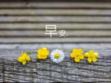 你好，早安