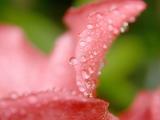 花瓣上的密集水珠