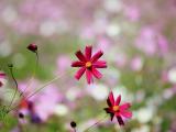 小清新波斯菊