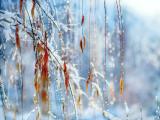 雪景下的柳条