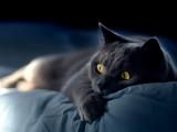 黑猫