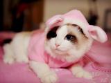 可爱萌猫